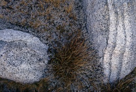 granite and groundcover.jpg